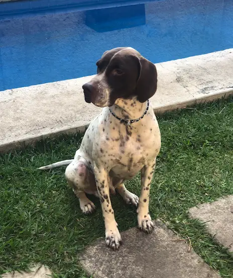 Nonos